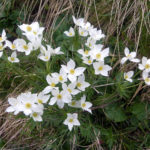 [:it]fiori[:en]mountain flowers[:de]fiori[:]